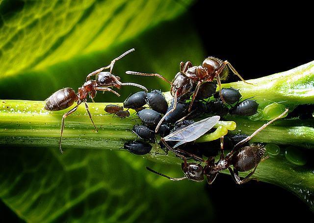 ocet na mrówki w ogrodzie
