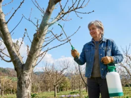 Ekologiczny oprysk na kędzierzawość liści